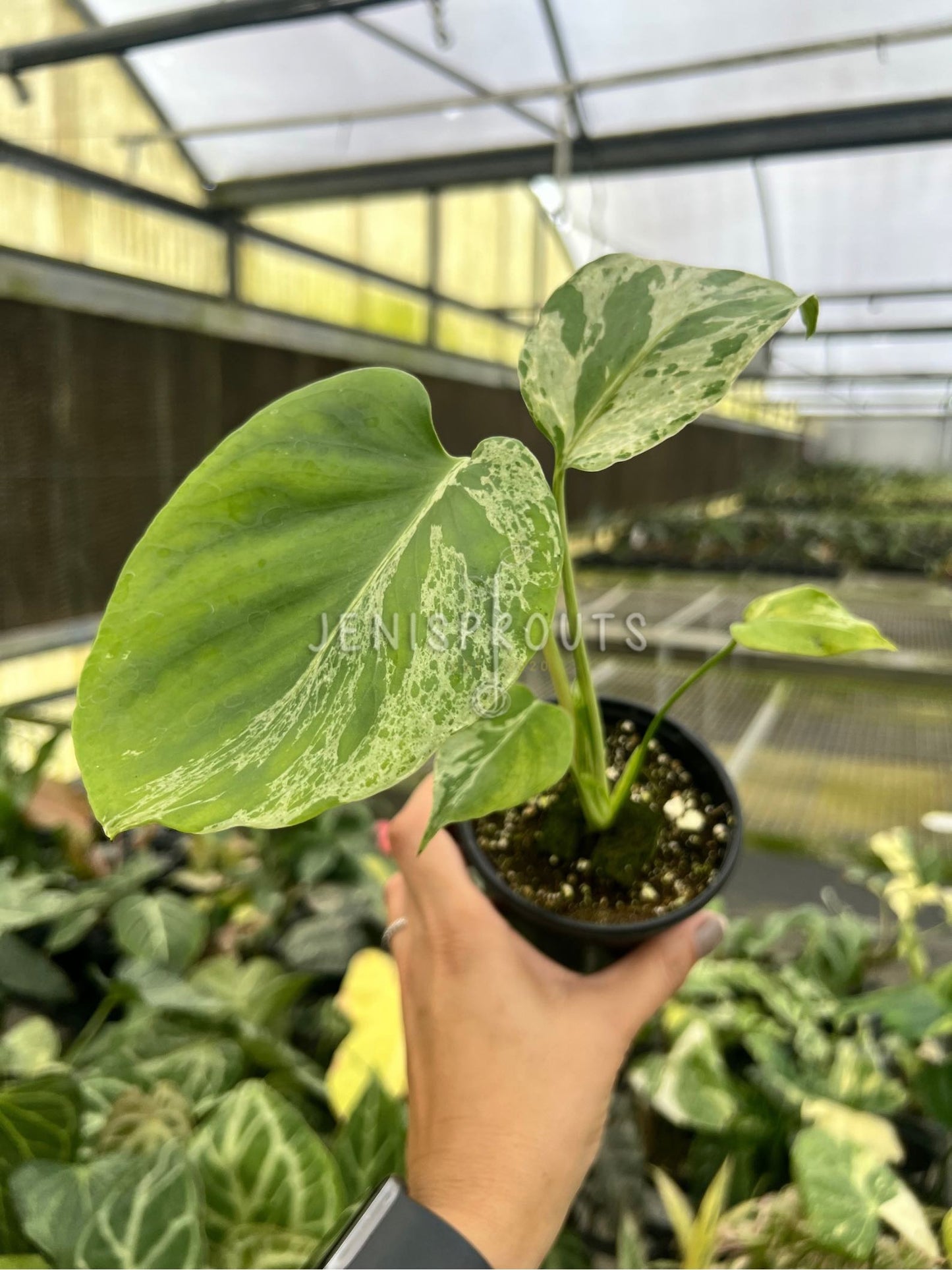 4" Monstera Bulbasaur