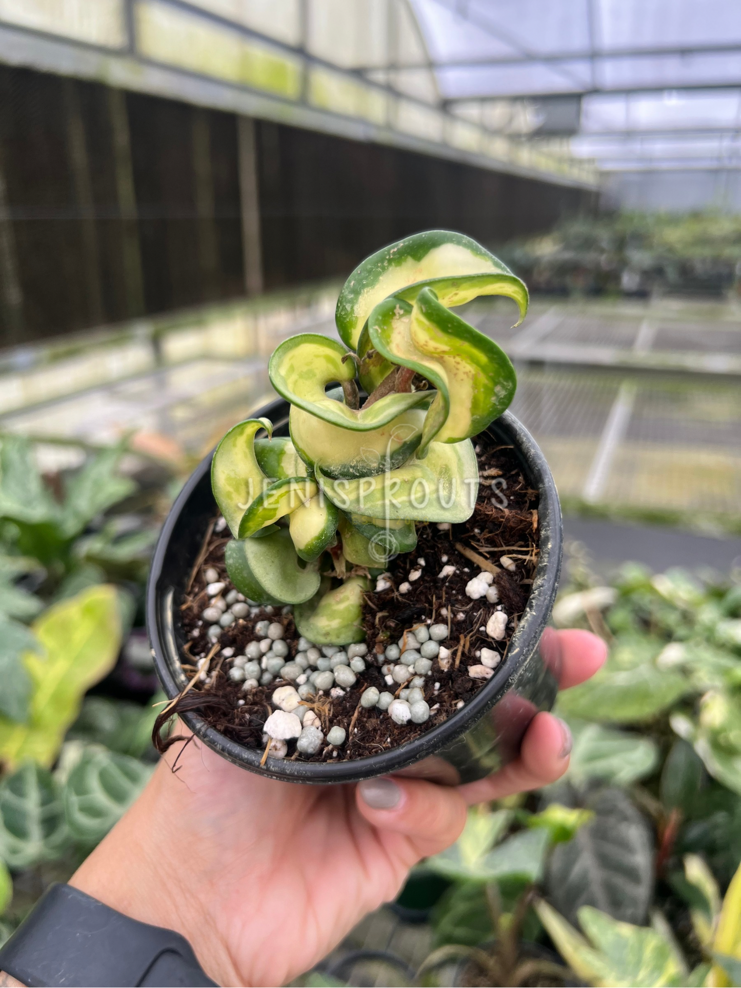 4" Hoya Compacta Mauna Loa