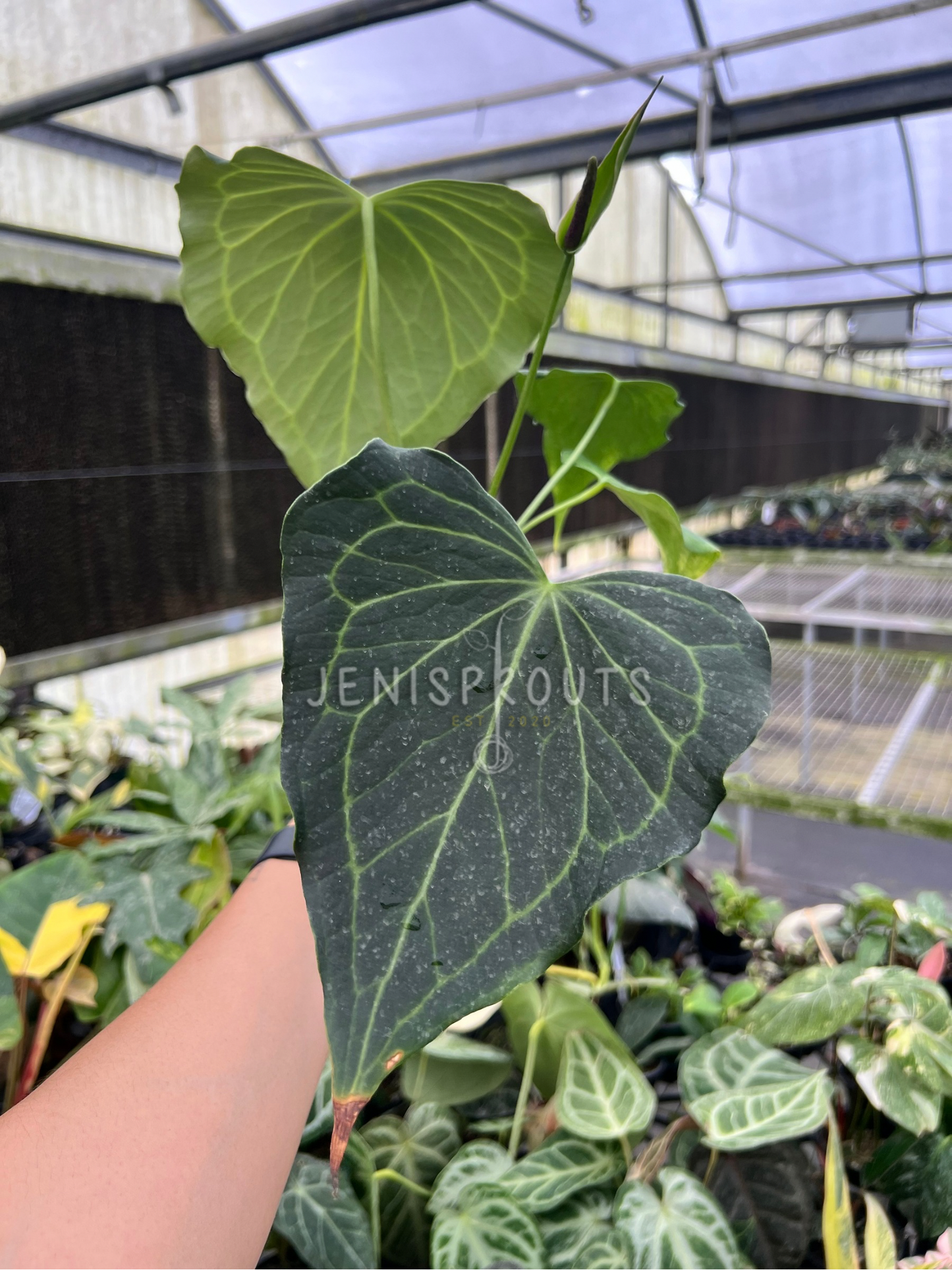 4" Anthurium Delta Force Mature Leaves