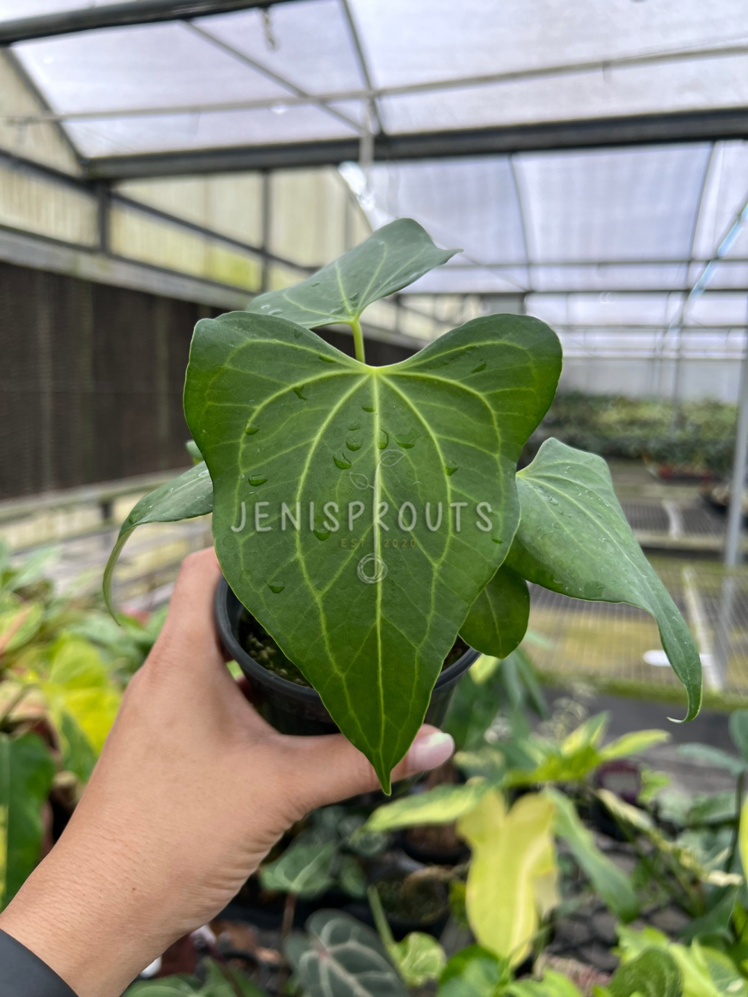 4" Anthurium Delta Force