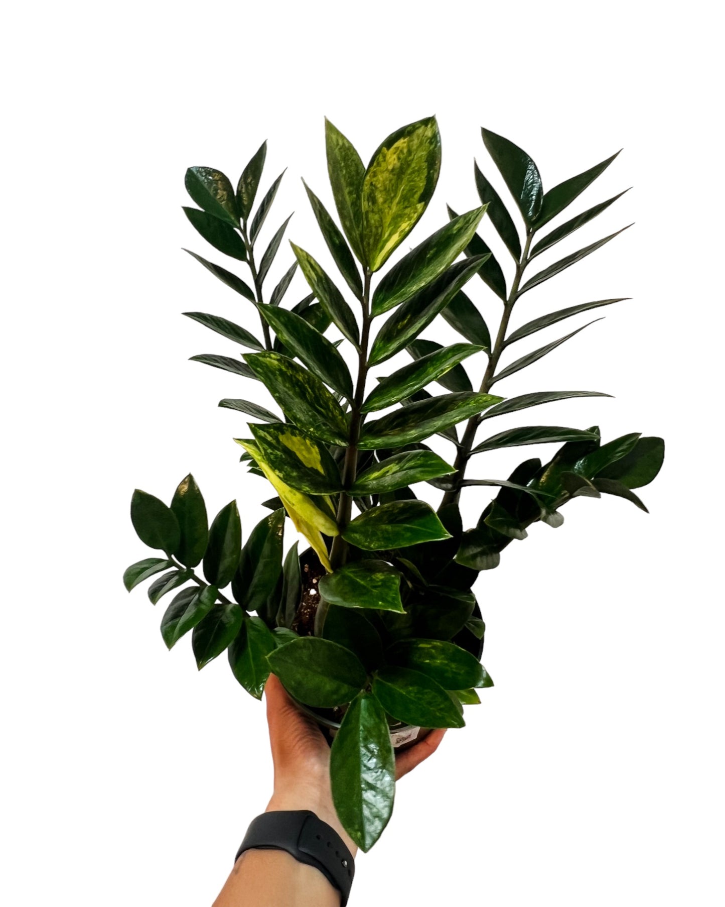 ZZ Plant Variegated