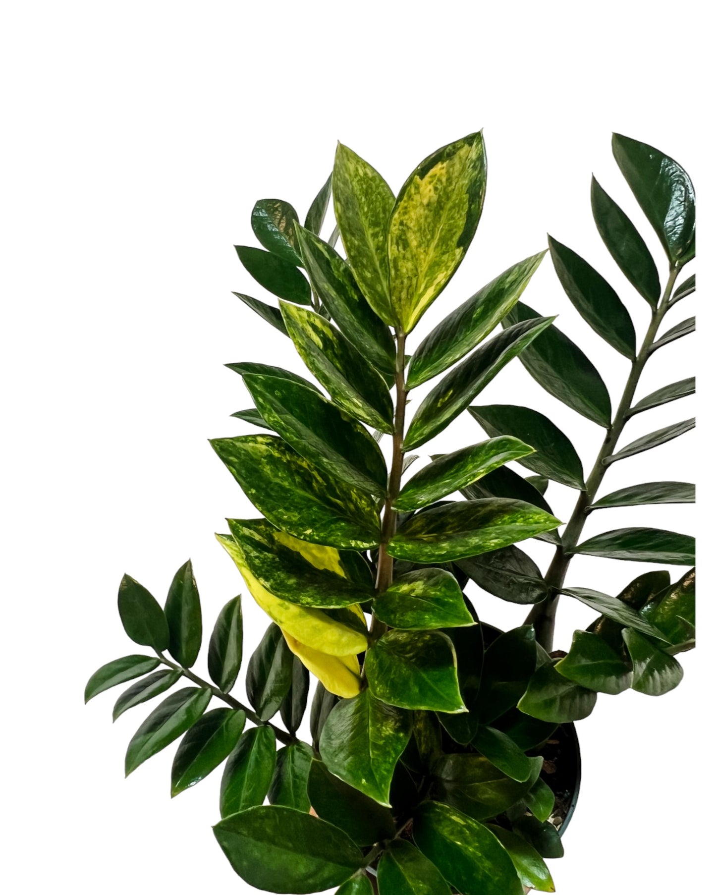 ZZ Plant Variegated