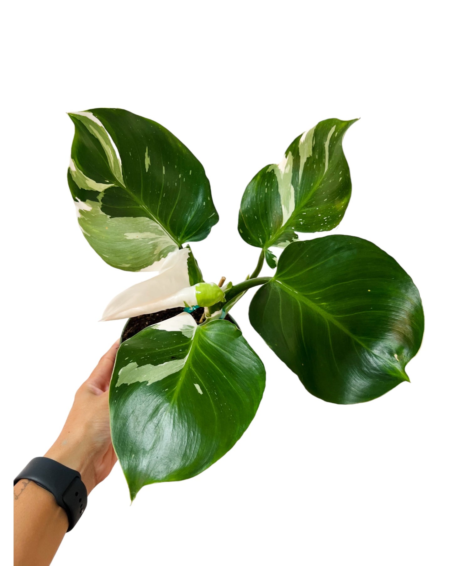 6" Philodendron White Wizard
