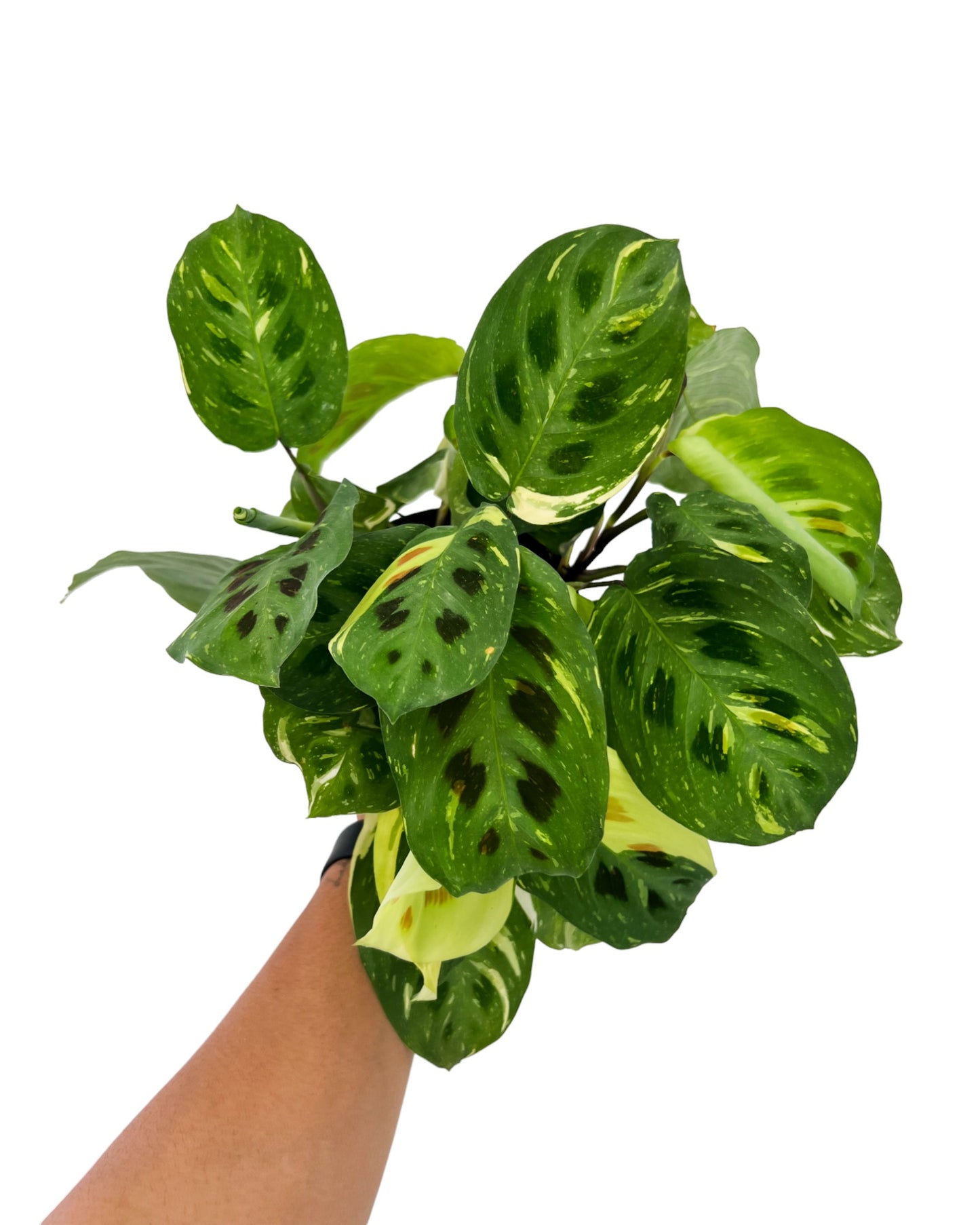 6" Maranta Variegated