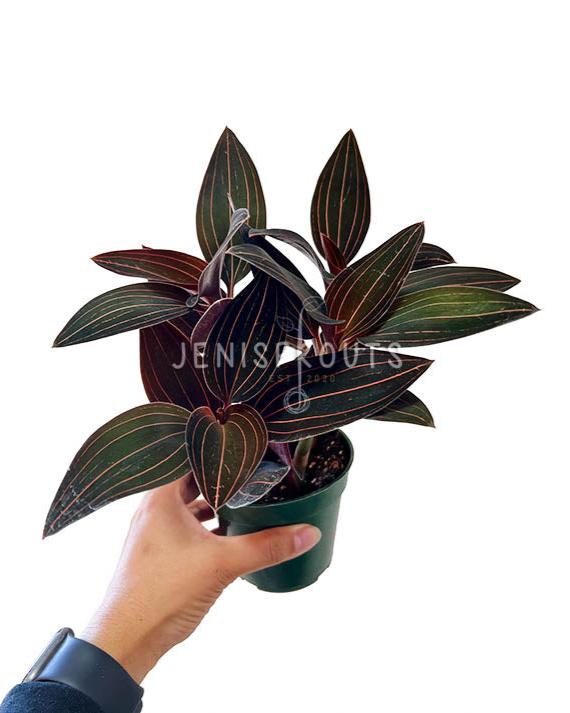 4" Jewel Orchid 'Ludisia Discolor'