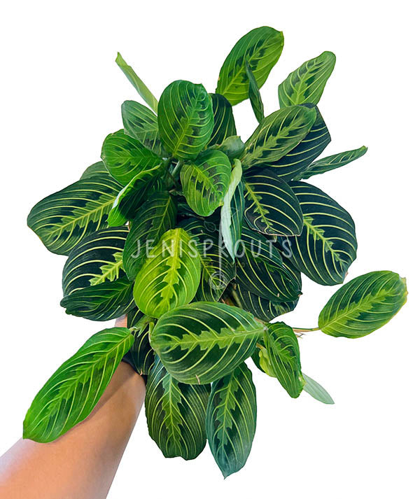 6" Maranta Lemon Lime