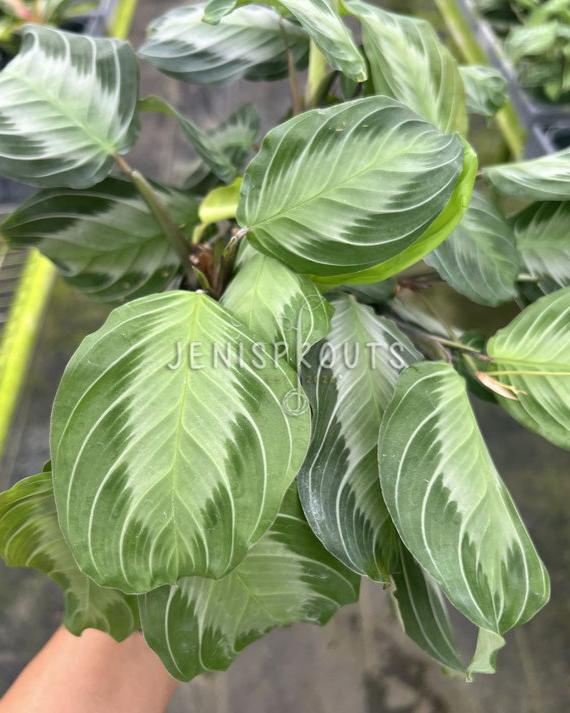 4" Maranta Silver Band