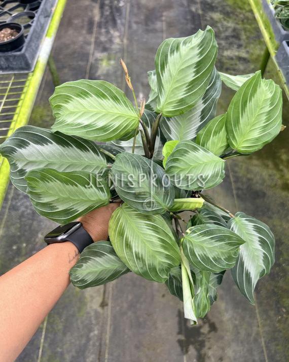 4" Maranta Silver Band