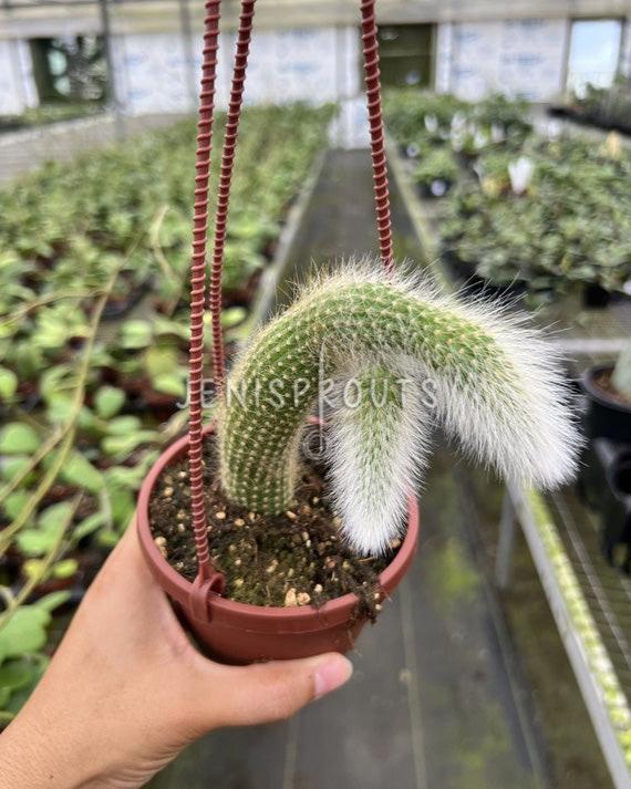 4" Monkey Tale Cactus