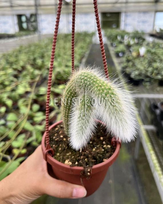 4" Monkey Tale Cactus