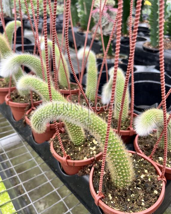 4" Monkey Tale Cactus