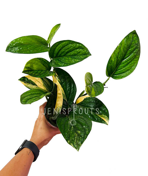 4" Monstera Peru Variegated