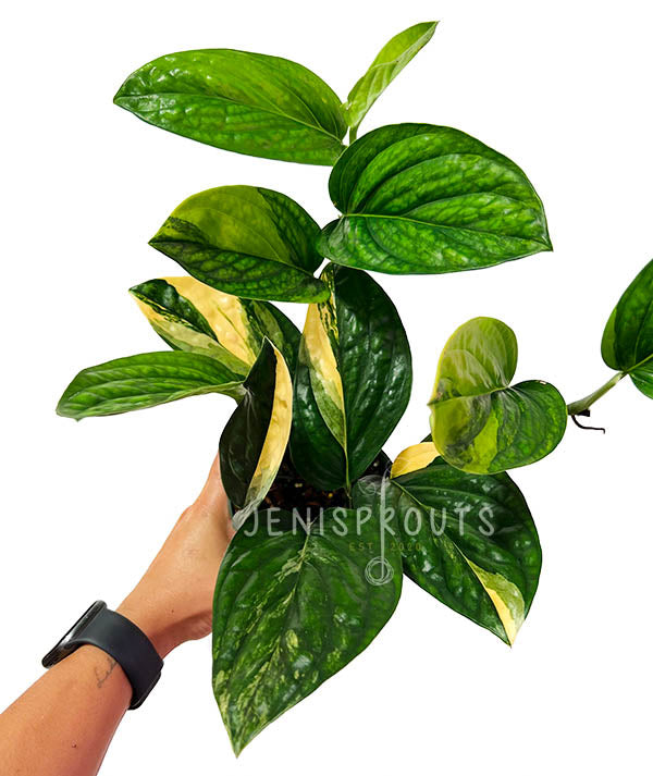 4" Monstera Peru Variegated