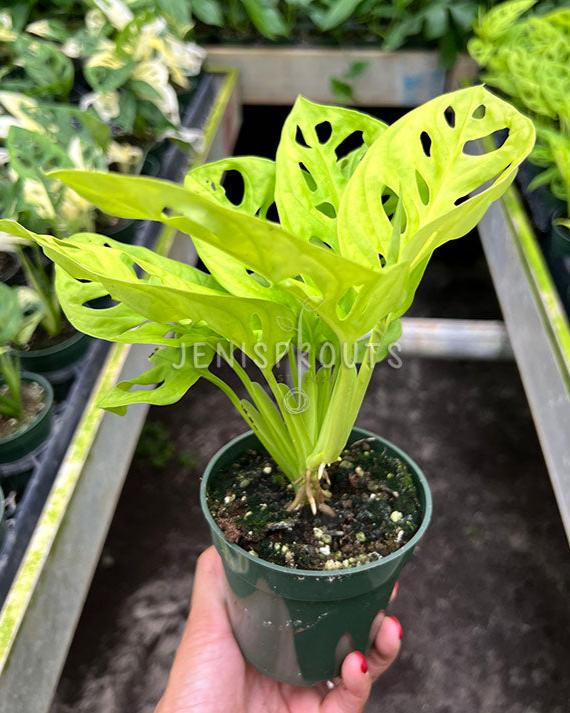 4" Monstera Adansonii Neon