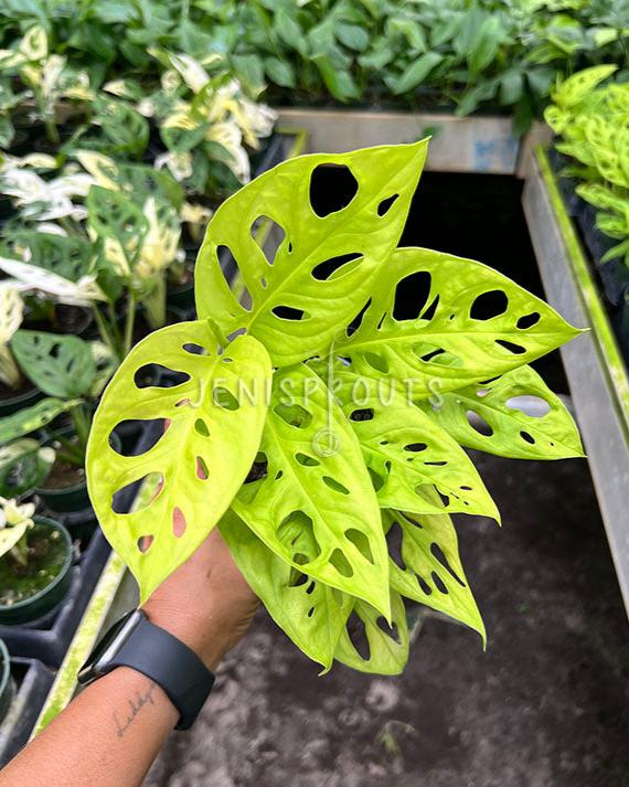 variegated monstera adansonii 4" Monstera Adansonii Neon at Jenisprouts
