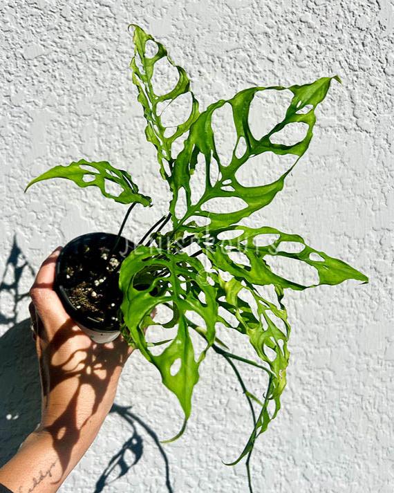 4" Monstera Obliqua