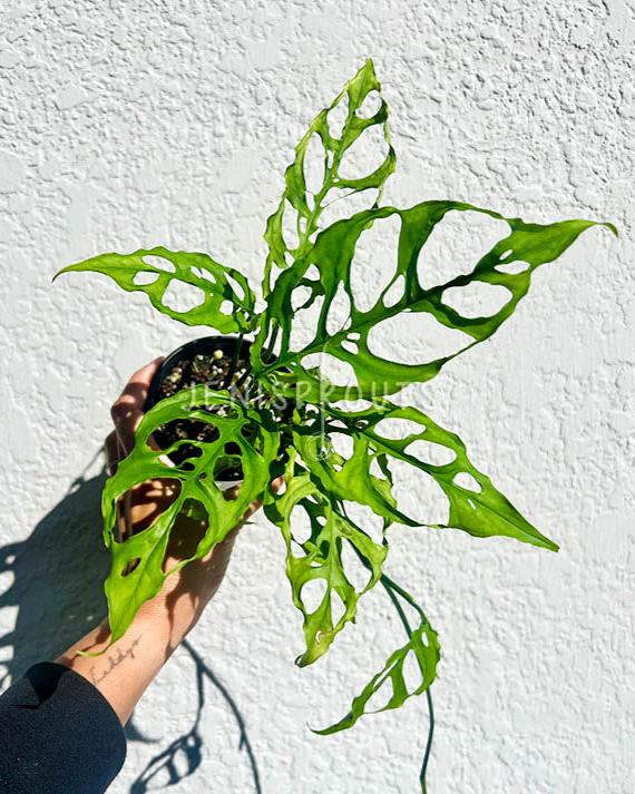 4" Monstera Obliqua