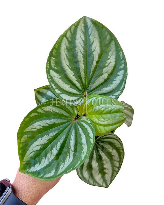 4" Peperomia Ecuador Sp