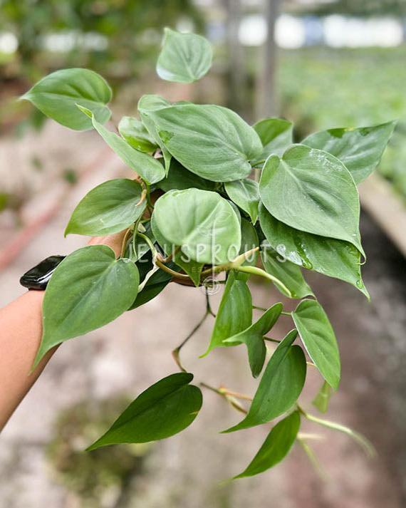 4" Philodendron Cordatum Green