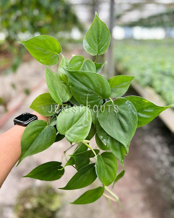 philodendron news 4" Philodendron Cordatum Green