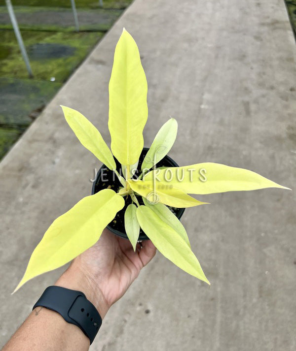 4" Philodendron Golden Crocodile