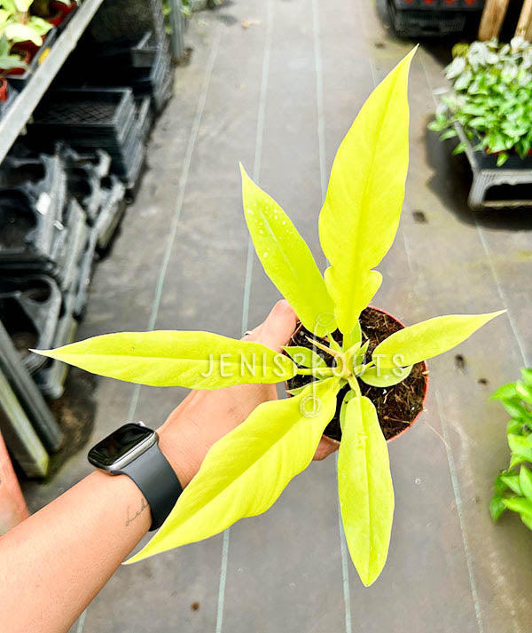 4" Philodendron Golden Crocodile
