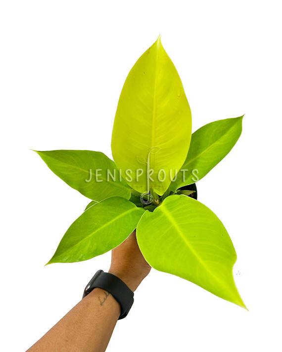 4" Philodendron Moonlight