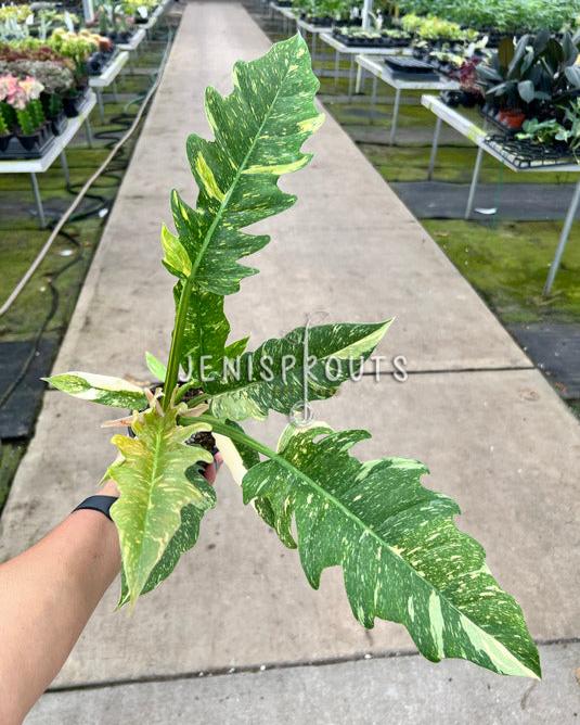 4" Philodendron Ring of Fire