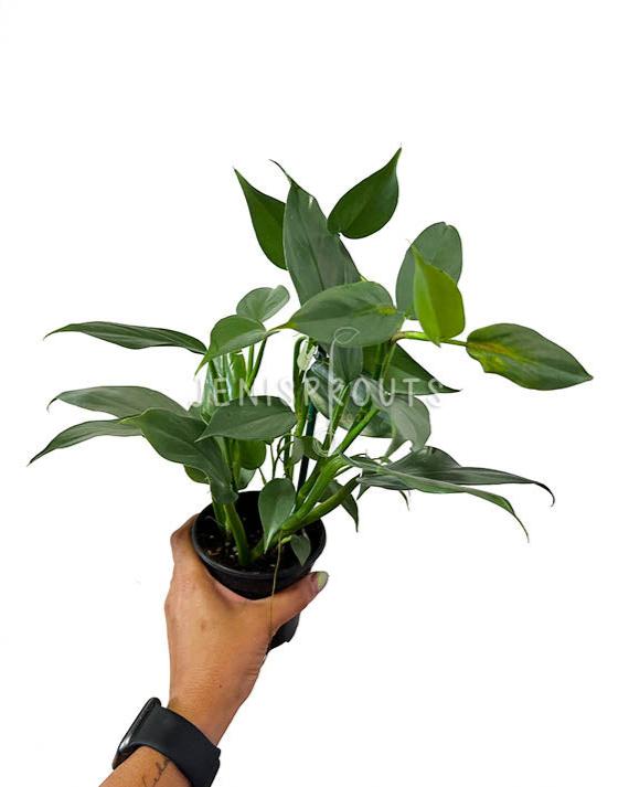 4" Philodendron Silver Sword