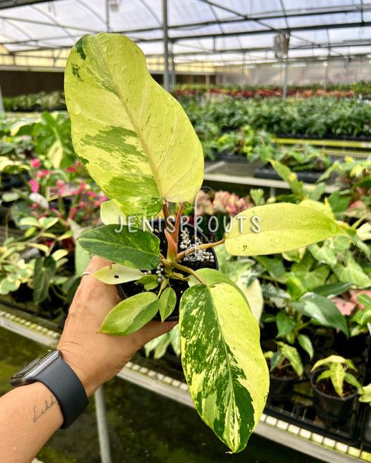 4" Philodendron Snowdrift