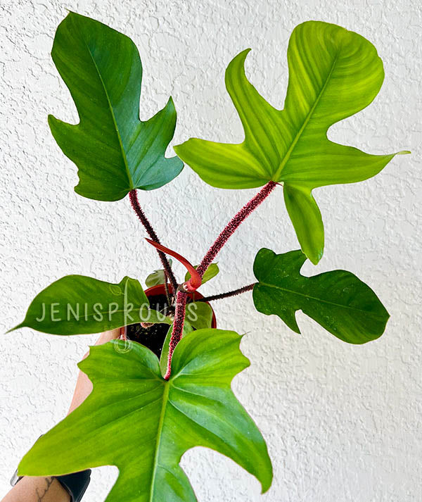 4" Philodendron Squamiferum