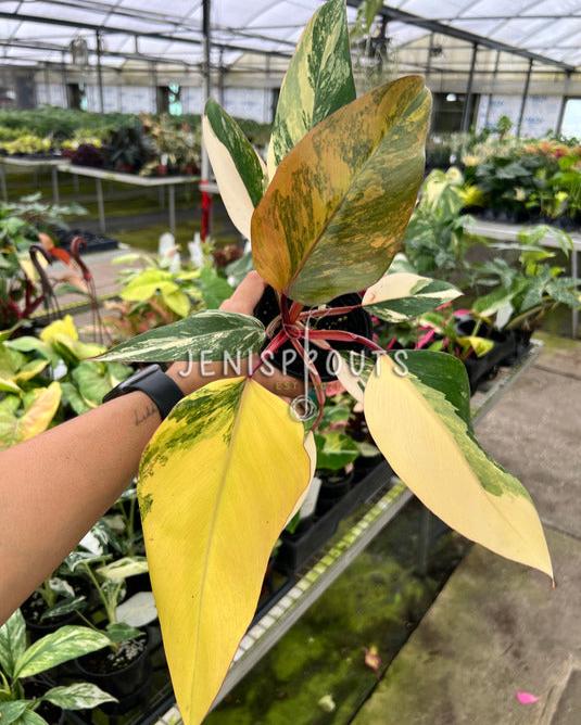 4" Philodendron Strawberry Shake