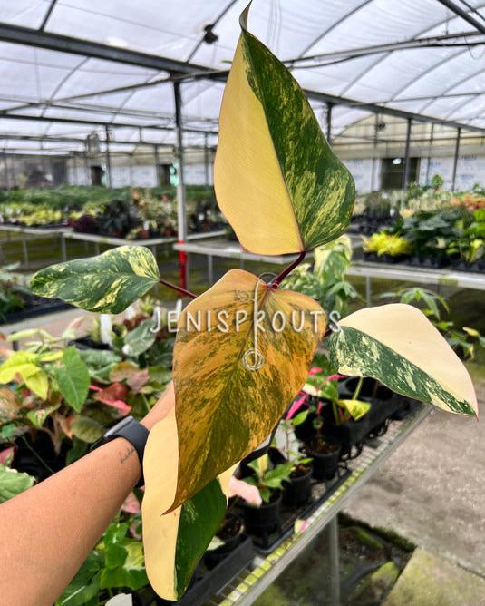 4" Philodendron Strawberry Shake
