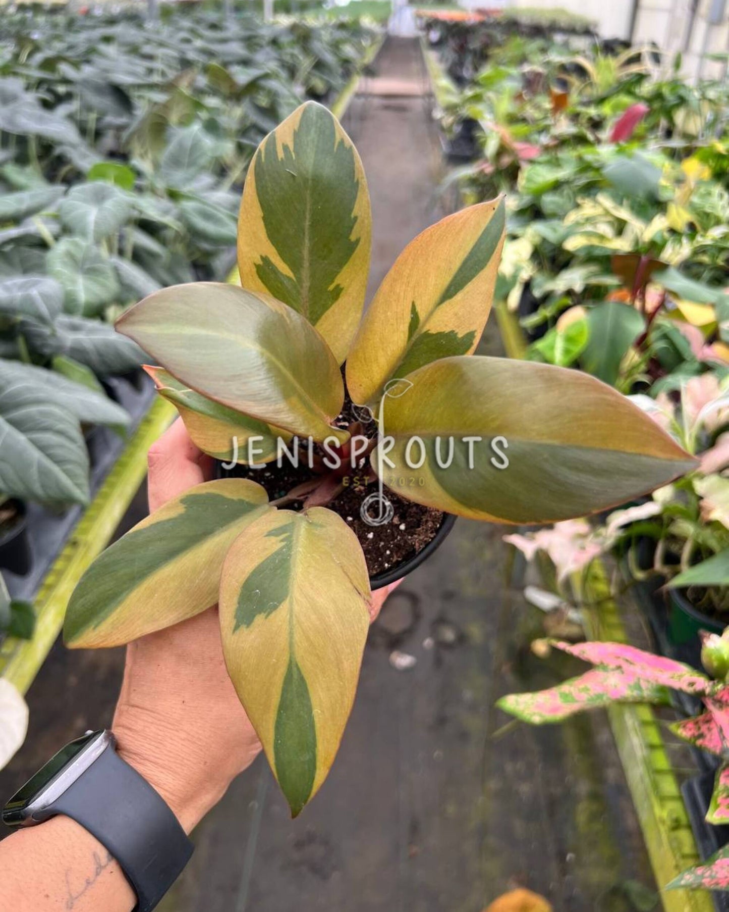 4" Philodendron Black Cardinal Variegated