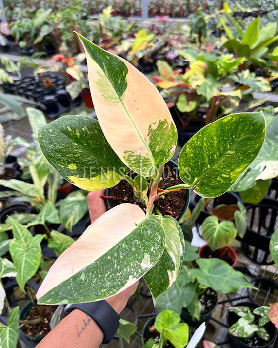 4" Philodendron Congo Nuclear