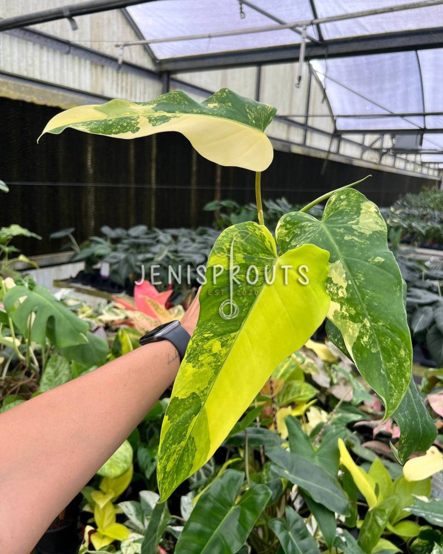 4" Philodendron Domesticum Variegated