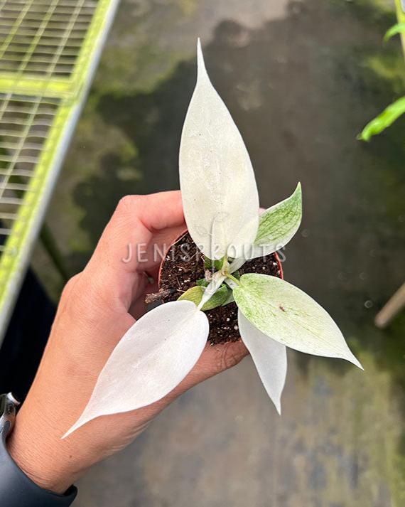 2” Philodendron Florida Ghost