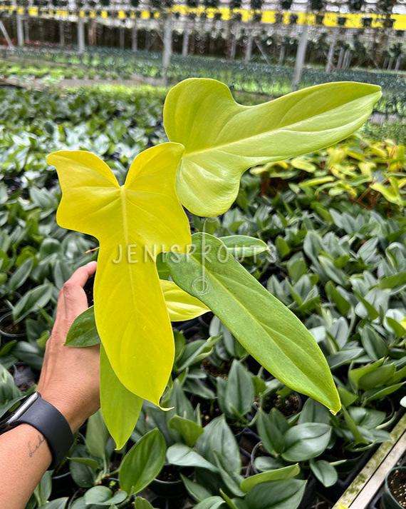 4" Philodendron Bipennifolium 'Golden Violin'