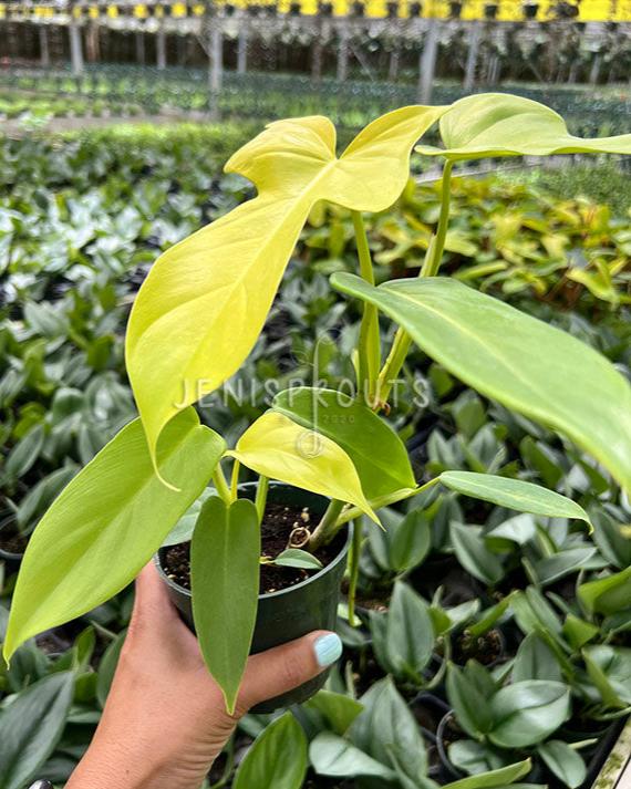 4" Philodendron Bipennifolium 'Golden Violin'