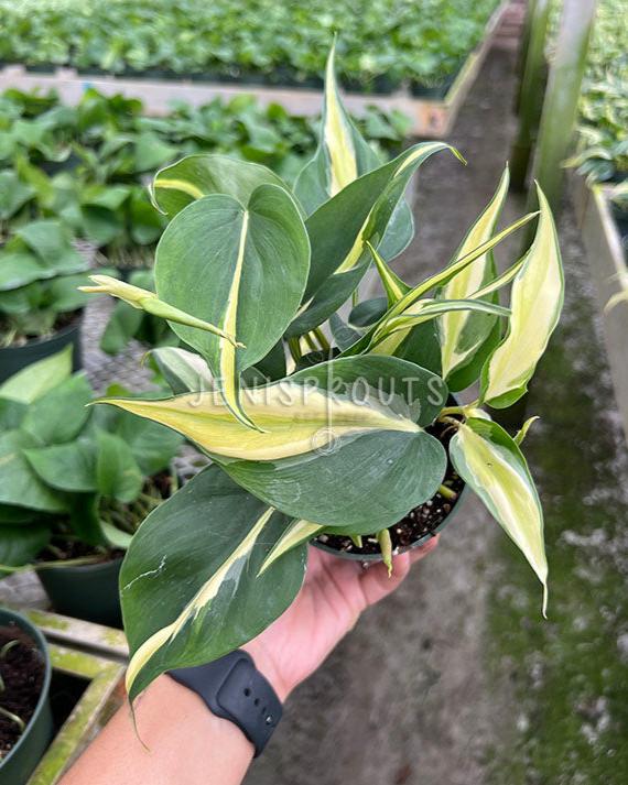 4" Philodendron Silver Stripe