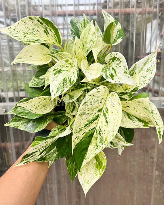 6" Pothos Marble Queen Variegated