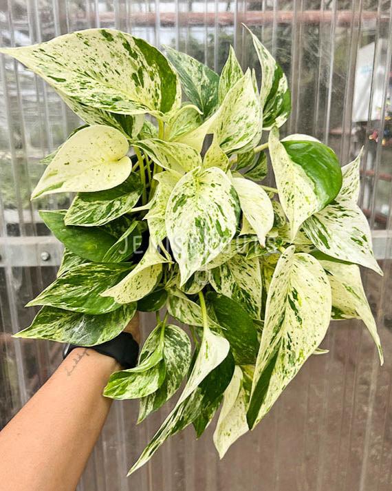 6" Pothos Marble Queen Variegated