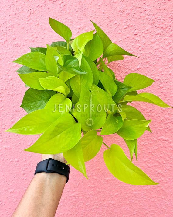 6" Pothos Neon
