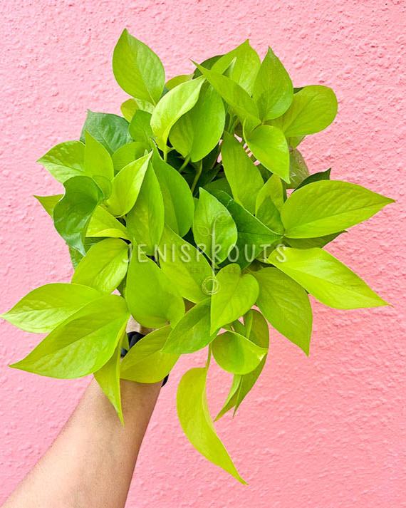 6" Pothos Neon
