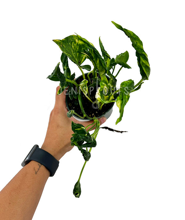 4" Epipremnum Aureum Shangri La (Pothos Shangri La)