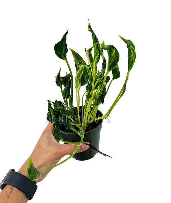 shangri la pothos care 4" Epipremnum Aureum Shangri La (Pothos Shangri La) at Jenisprouts
