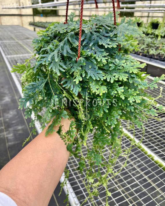 6" Rainbow Fern