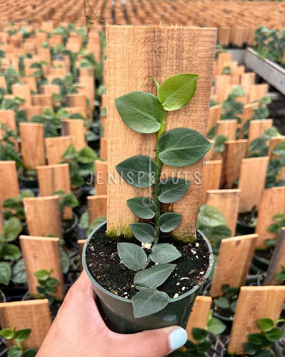 4" Rhaphidophora Hayii