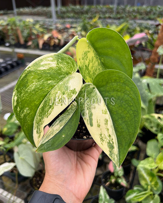 4" Scindapsus Jade Satin Variegated