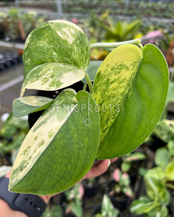 4" Scindapsus Jade Satin Variegated